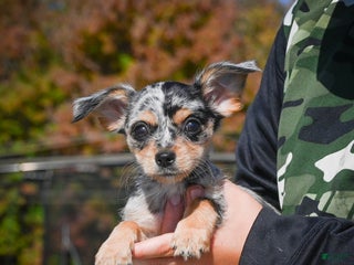 Chihuahua dogs - Ad 10