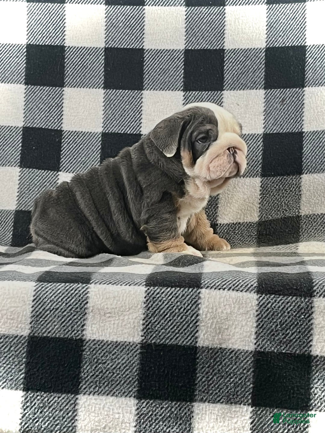 English Bulldog dogs for sale: Buddy - Ad 1