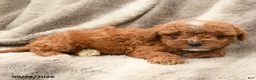 Miniature Poodle dogs for sale: Mason - Ad 2