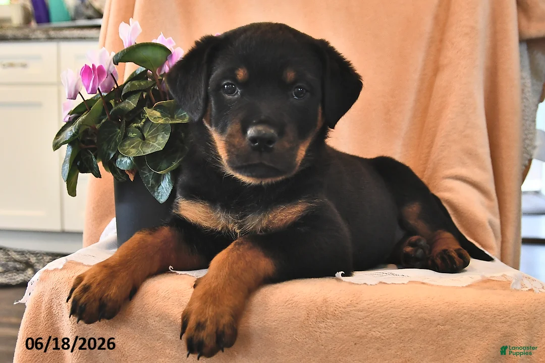 Rottweiler dogs for sale: Abby - Ad 2