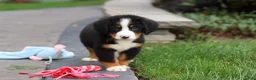 Bernese Mountain Dog dogs for sale: Josie - Ad 3