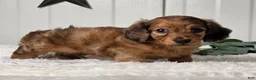 Miniature Dachshund dogs for sale: Buster - Ad 7