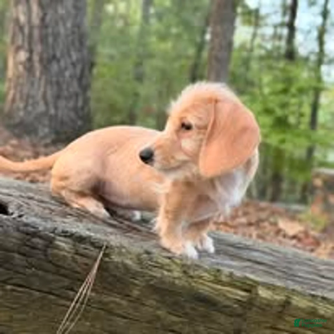 Dachshund dogs for sale: Margaret - Ad 5