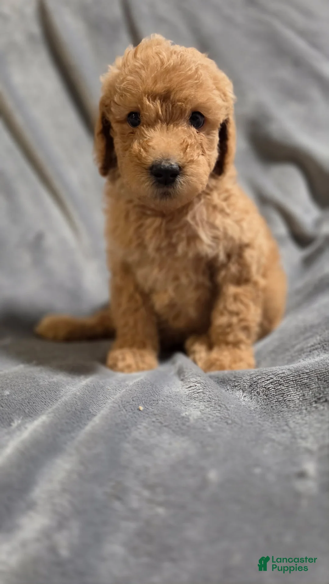 Goldendoodle dogs for sale: Brownie - Ad 1