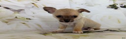 Chihuahua dogs for sale: Cody - Ad 6