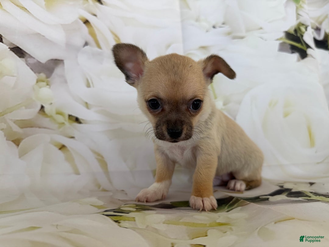 Chihuahua dogs for sale: Cody - Ad 6