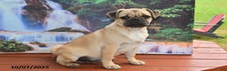 Pug dogs for sale: Sparky - Ad 10