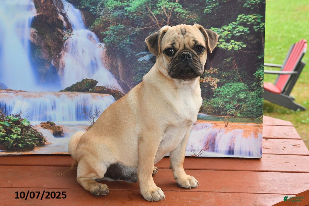 Pug dogs for sale: Sparky - Ad 10