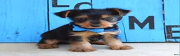 Yorkshire Terrier dogs for sale: Hudson - Ad 5