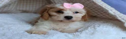 Cavachon dogs for sale: RACHEL - Ad 8