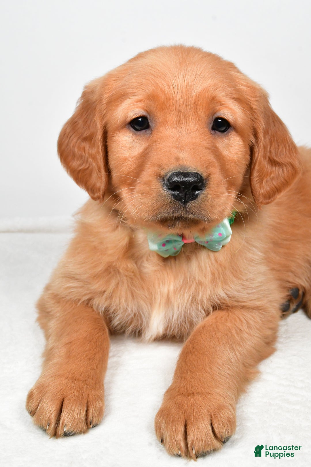 Golden Retriever dogs for sale: Koda - Ad 3