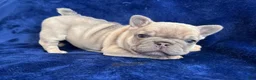 French Bulldog dogs for sale: Lilac Beauty - Ad 1