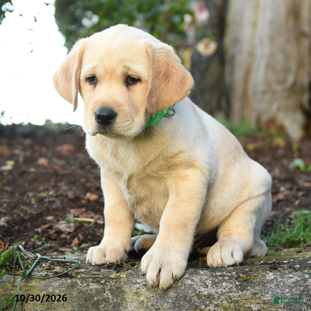 Labrador Retriever dogs for sale: Alfred - Ad 3