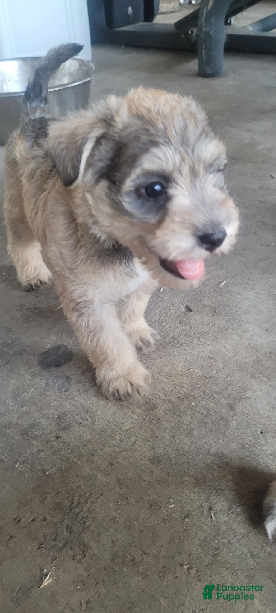 Miniature Schnauzer dogs Miniature Schnauzer 2 - Ad 17