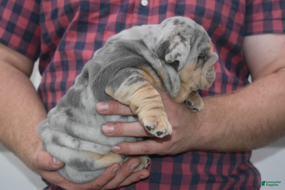 English Bulldog dogs for sale: Destin - Ad 3