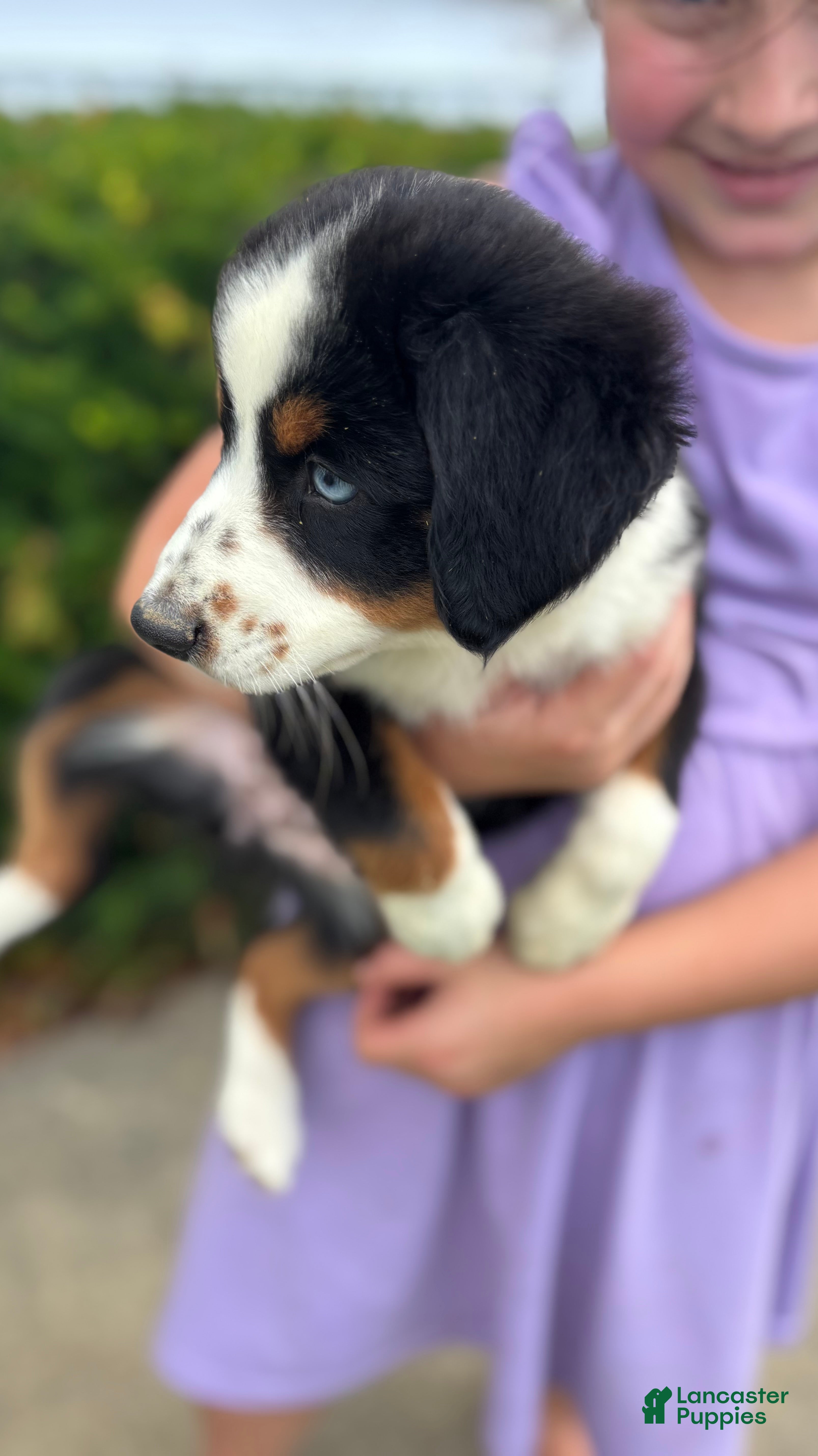 Miniature Australian Shepherd dogs #1 Sadie - Ad 2