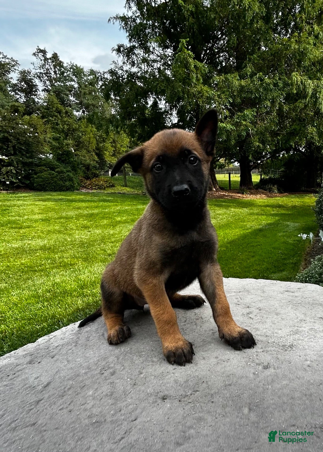 Belgian Malinois dogs Bonnie - Ad 2