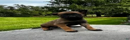 Belgian Malinois dogs for sale: Bonnie - Ad 2