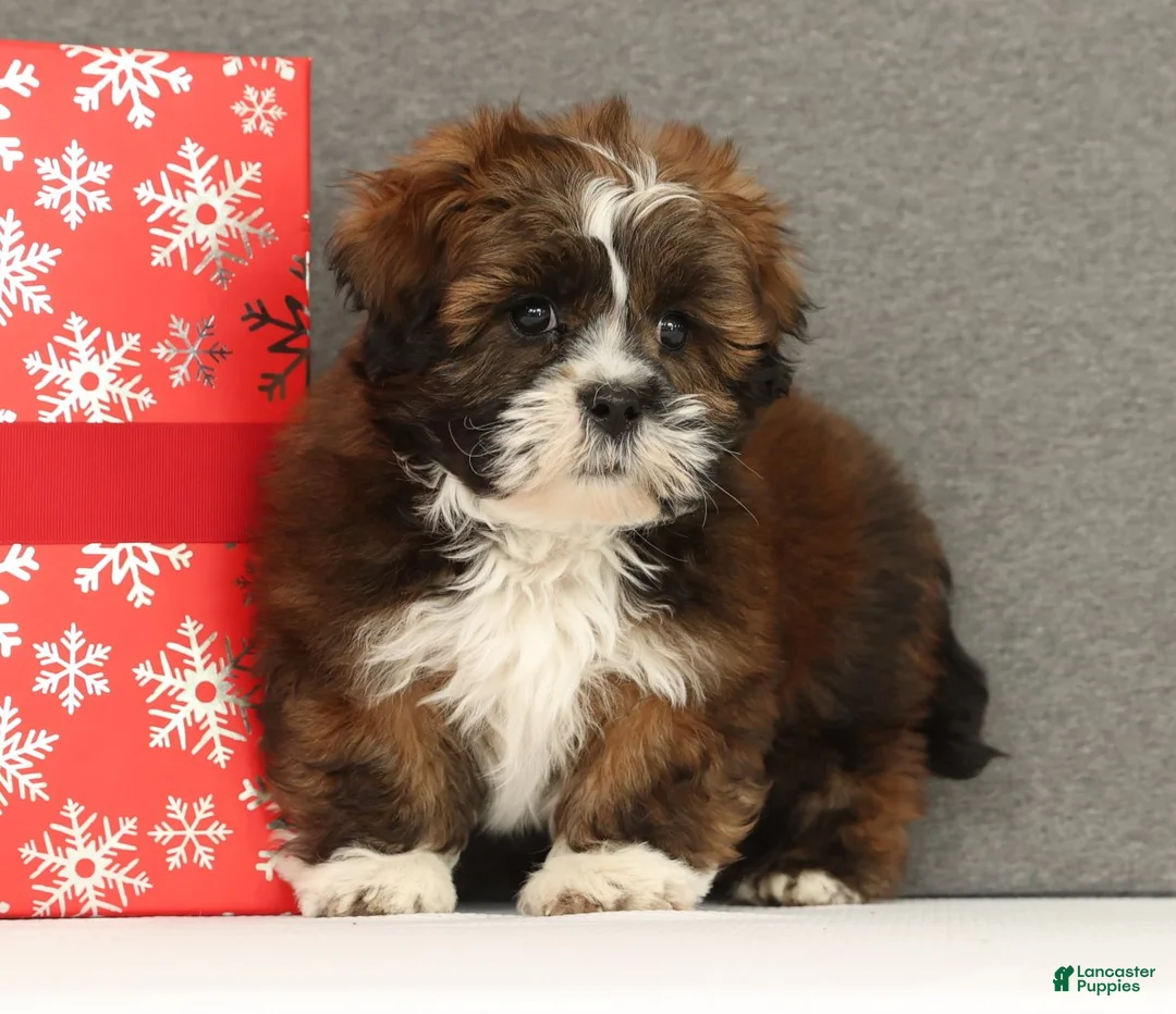 Lhasa Apso dogs for sale: Easton - Ad 4