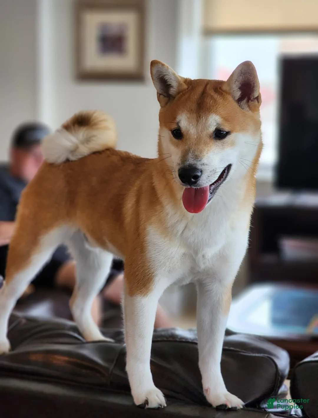 Shiba Inu dogs for sale: Shiba Inu Puppy 3 Dingo  - Ad 6