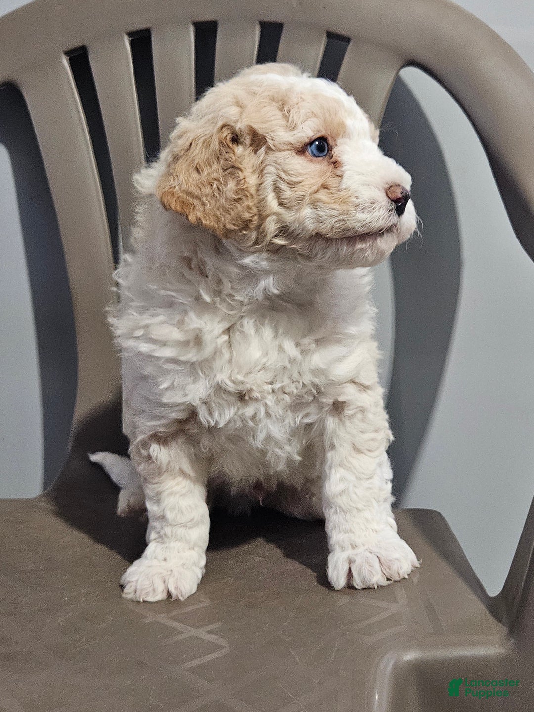 Mini Bernedoodle dogs for sale: Bernadette - Ad 3