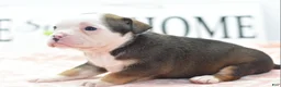 Mixed Breed dogs for sale: Queen - Ad 6