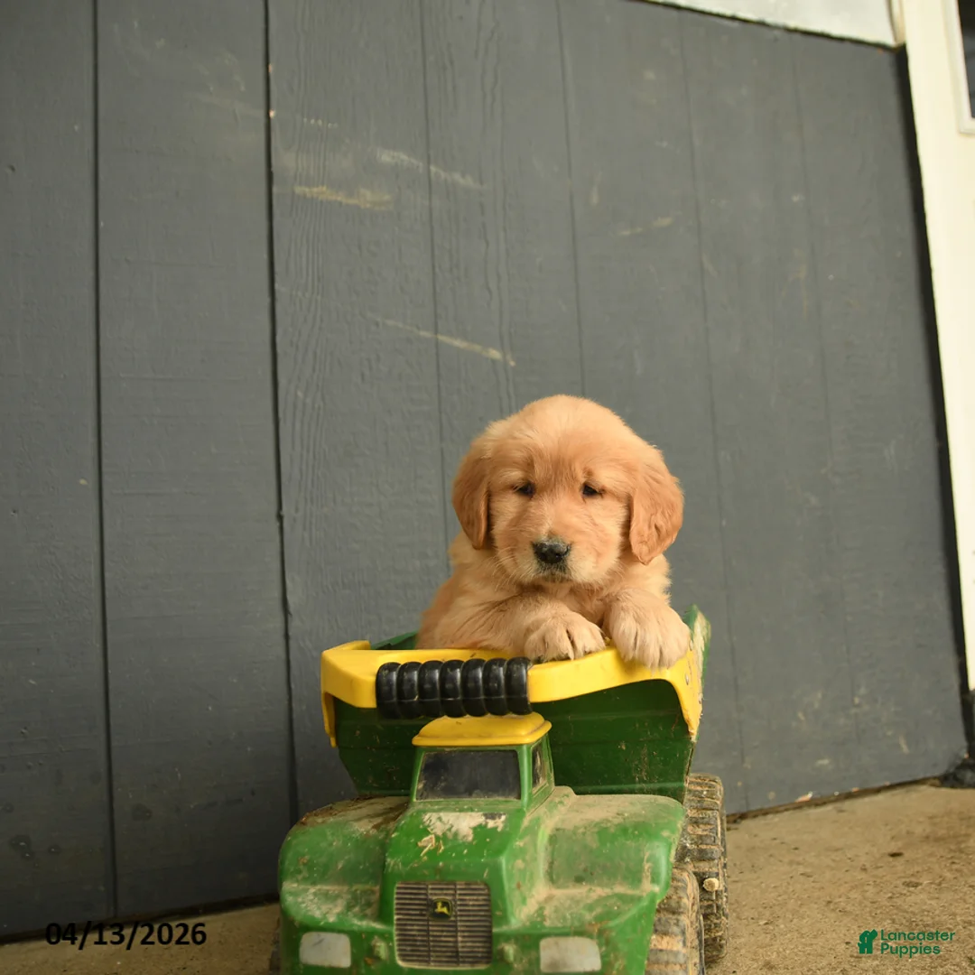 Golden Retriever dogs for sale: Wanda - Ad 3
