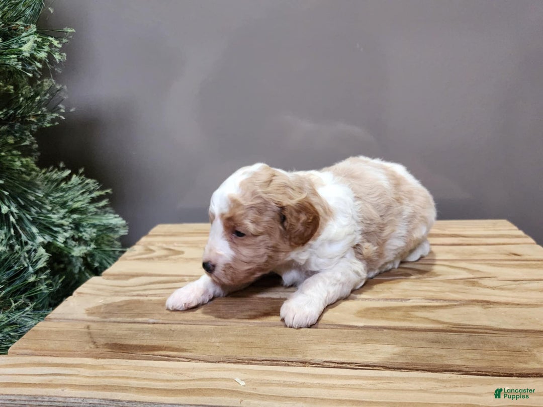 Mini Goldendoodle dogs for sale: Oma - Ad 16