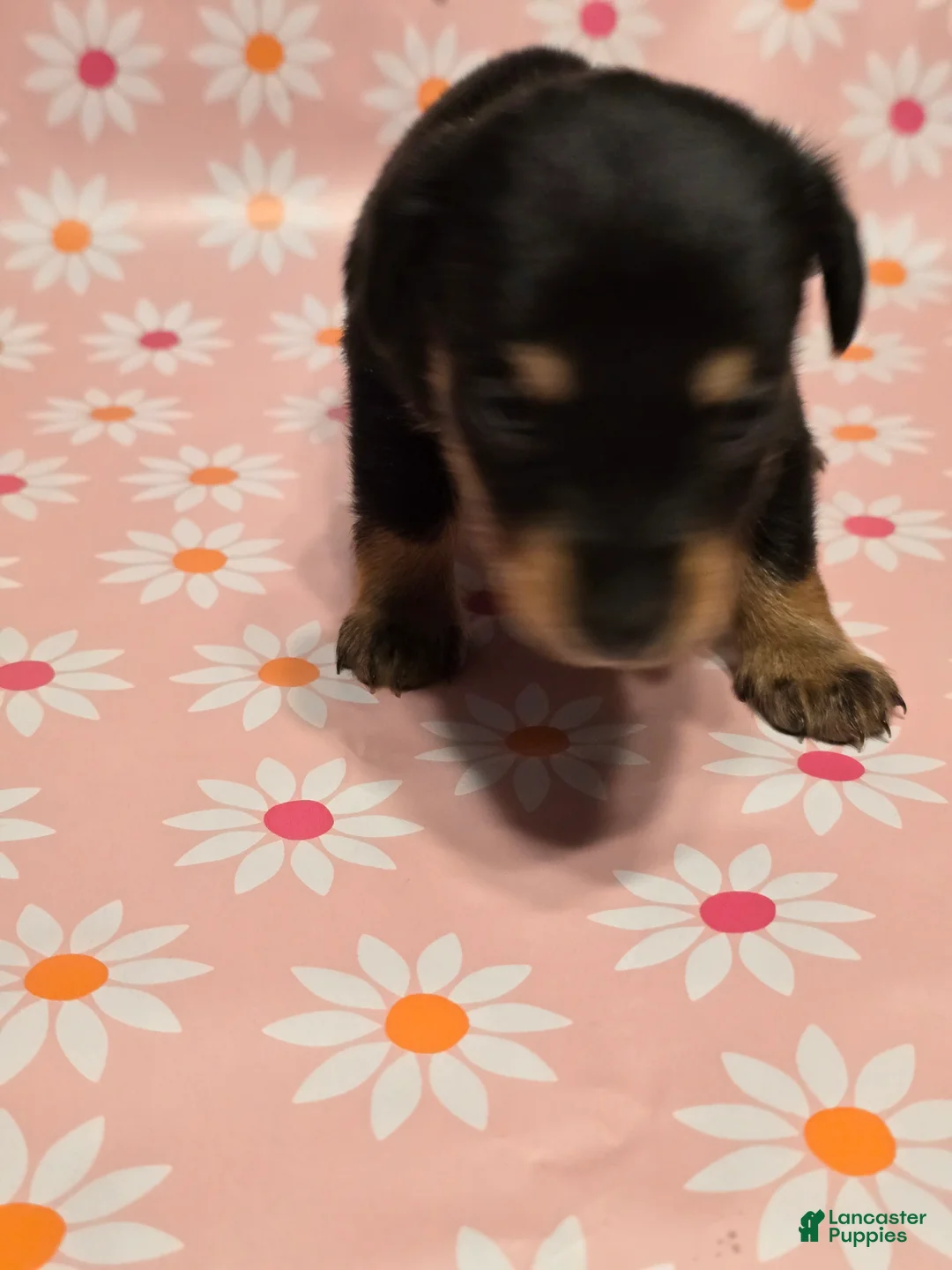 Miniature Dachshund dogs for sale: Coco - Ad 6