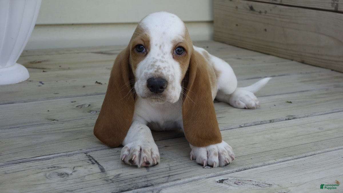 Basset Hound dogs Leo - Ad 1