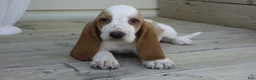 Basset Hound dogs for sale: Leo - Ad 1