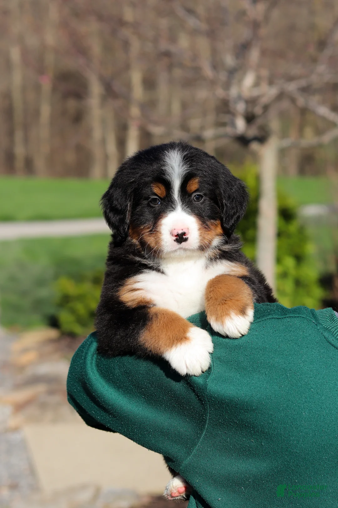 Bernese Mountain Dog dogs for sale: Champ - Ad 2