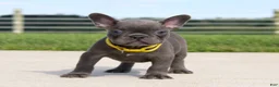 French Bulldog dogs for sale: Bryce - Ad 2