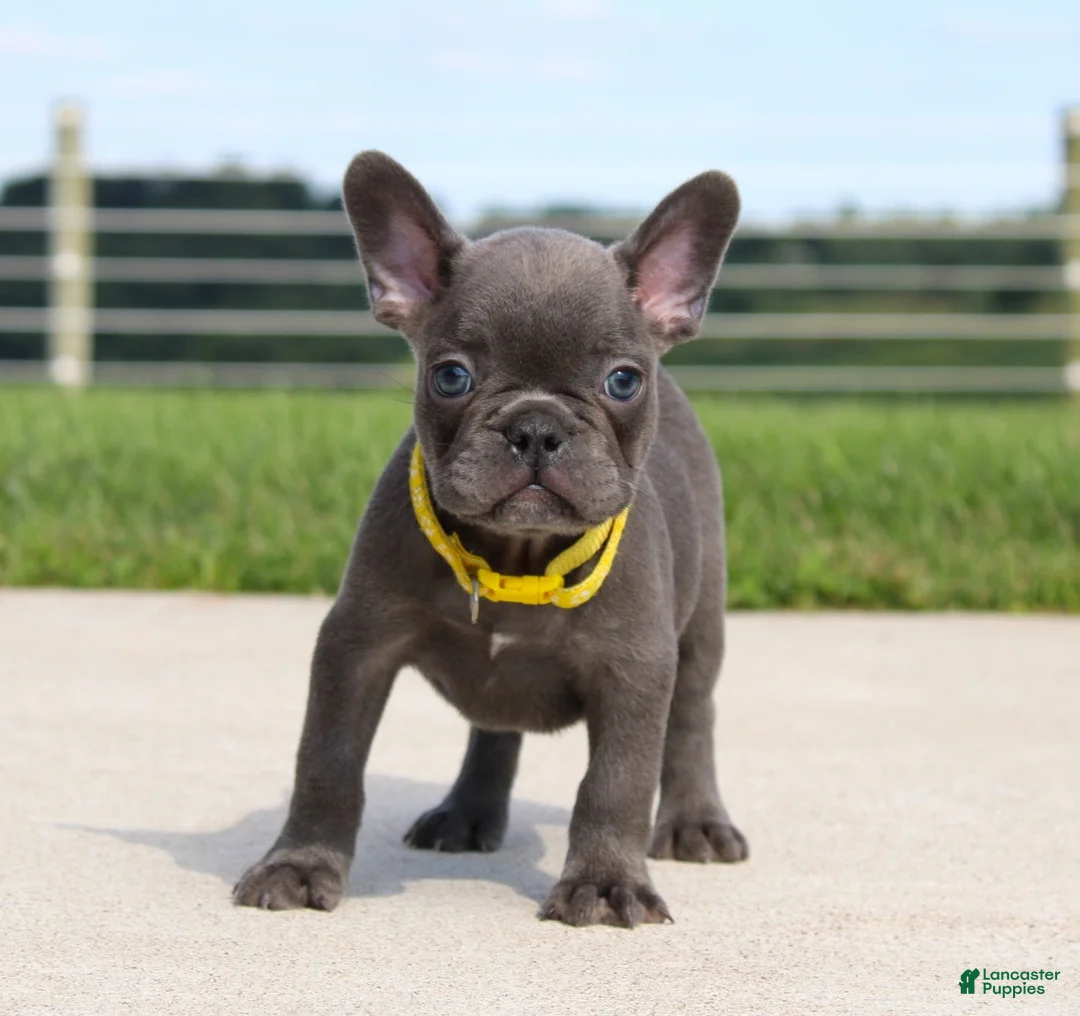 French Bulldog dogs for sale: Bryce - Ad 2