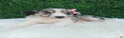 Australian Shepherd dogs for sale: Bella - Ad 3