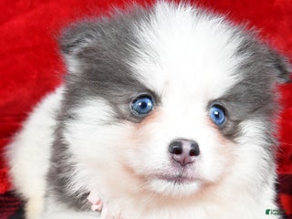 Pomsky dogs Vail - Ad 32