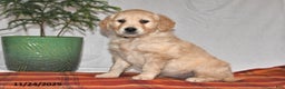 Golden Retriever dogs for sale: Sweetie - Ad 1