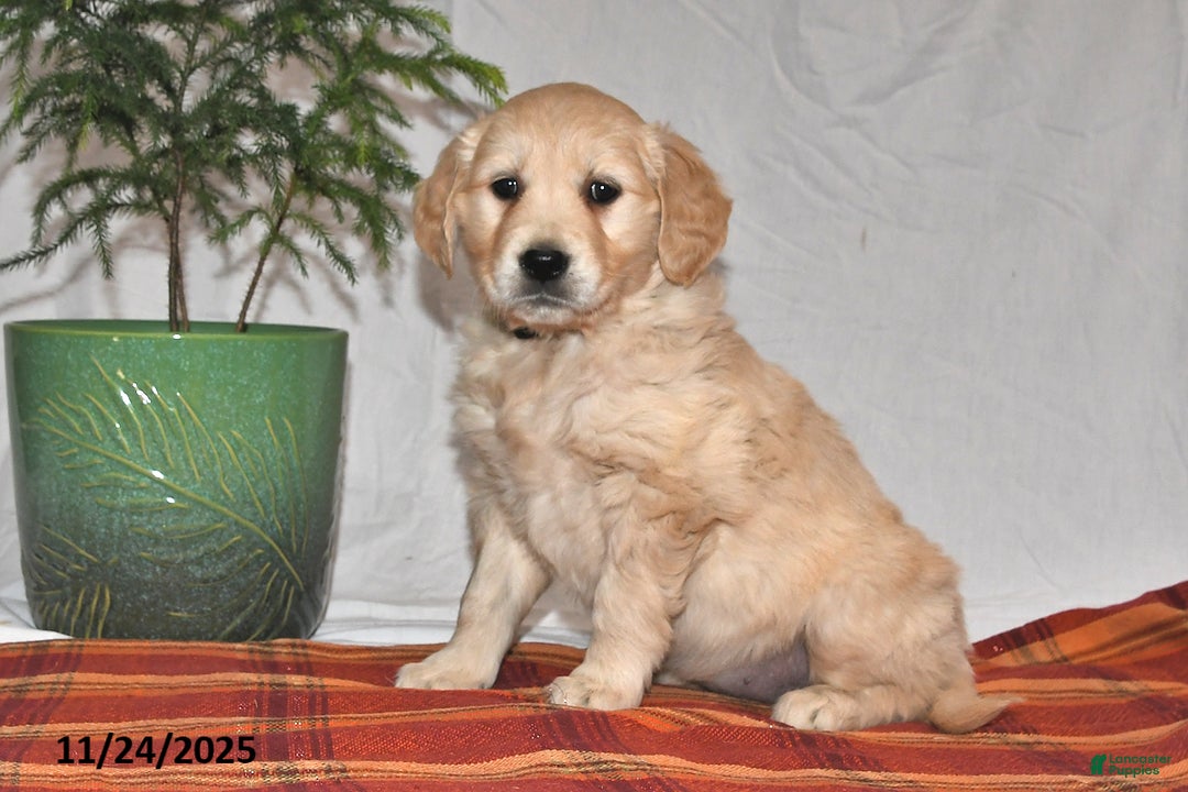 Golden Retriever dogs for sale: Sweetie - Ad 1