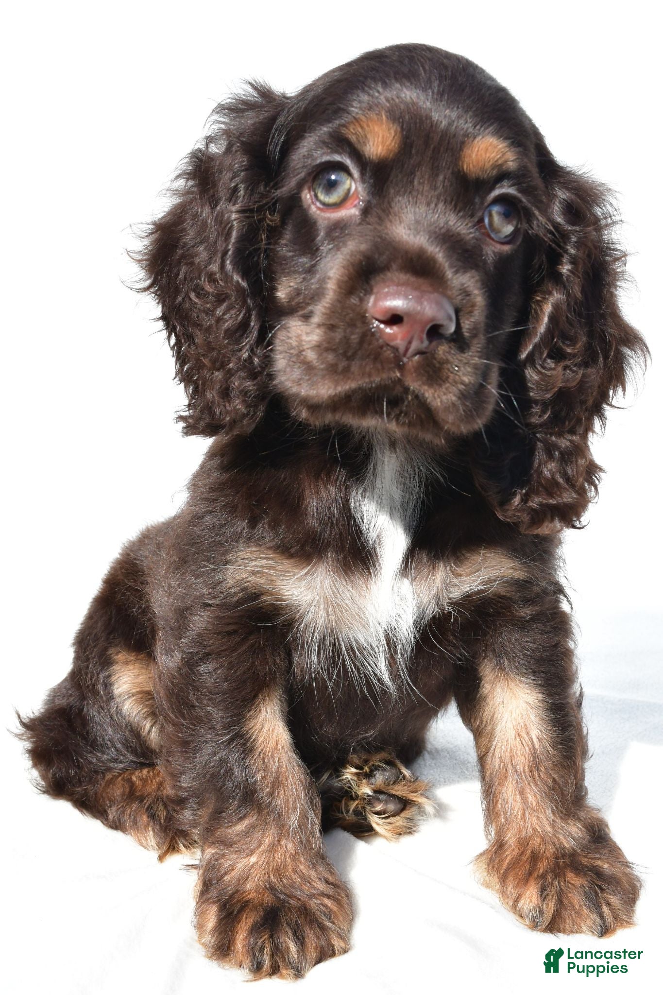 Cocker Spaniel dogs Captain - Ad 2