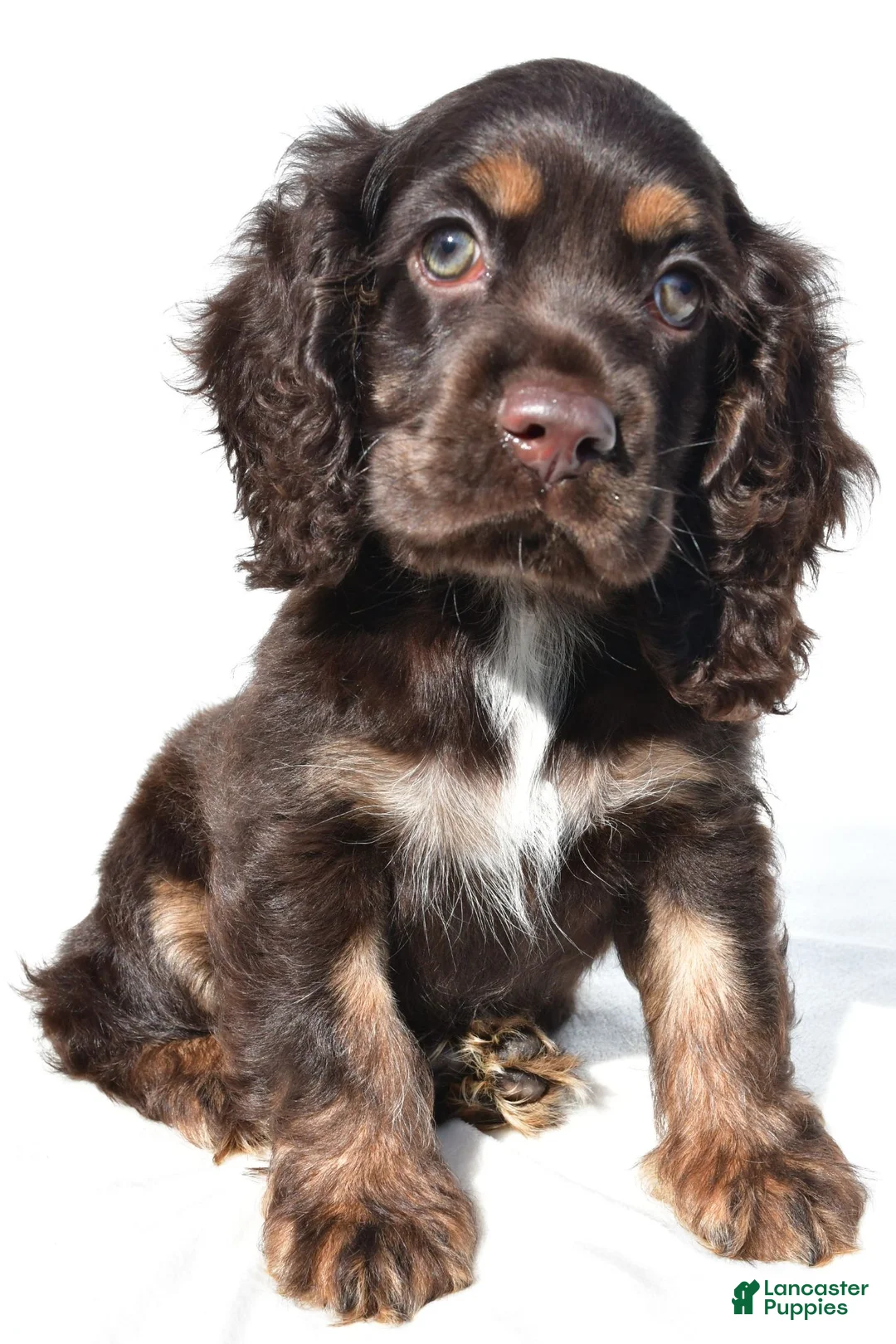 Cocker Spaniel dogs for sale: Captain - Ad 2