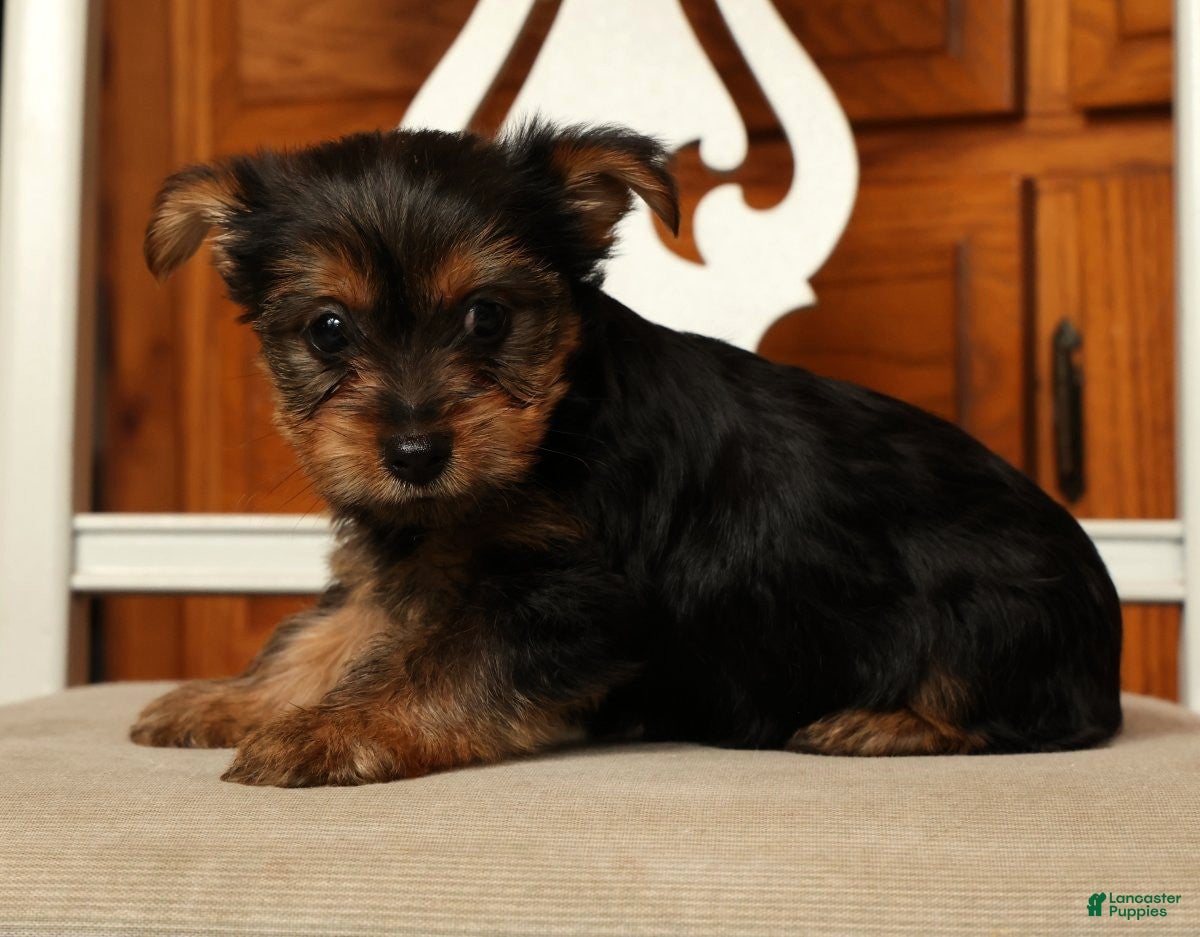 Yorkshire Terrier dogs Lila - Ad 2
