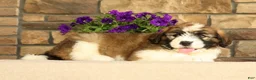 Saint Berdoodles dogs for sale: Dozer - Ad 3