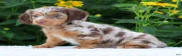 Miniature Dachshund dogs for sale: Bennett - Ad 5