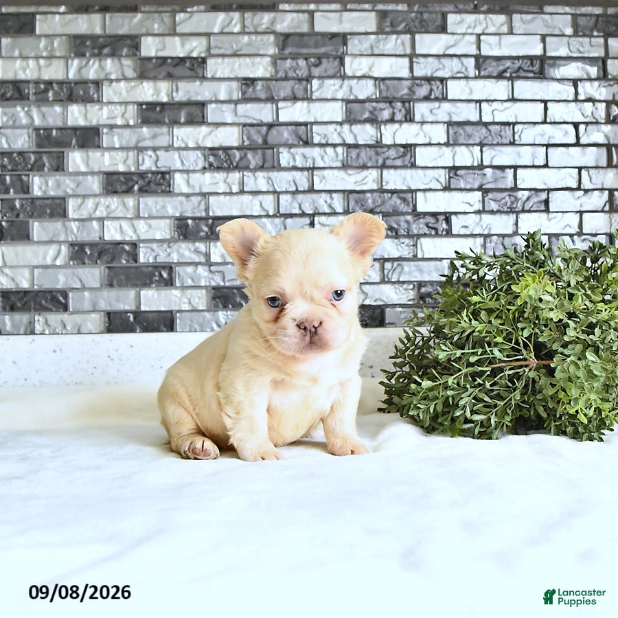French Bulldog dogs Ivy - Ad 1