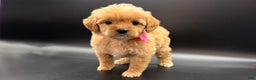 Mini Goldendoodle dogs for sale: Daisy F One - Ad 2