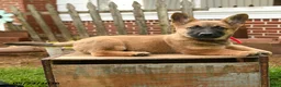 Mixed Breed dogs for sale: Tina Beth - Ad 4