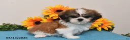 Shih Tzu dogs for sale: Cash - Ad 5