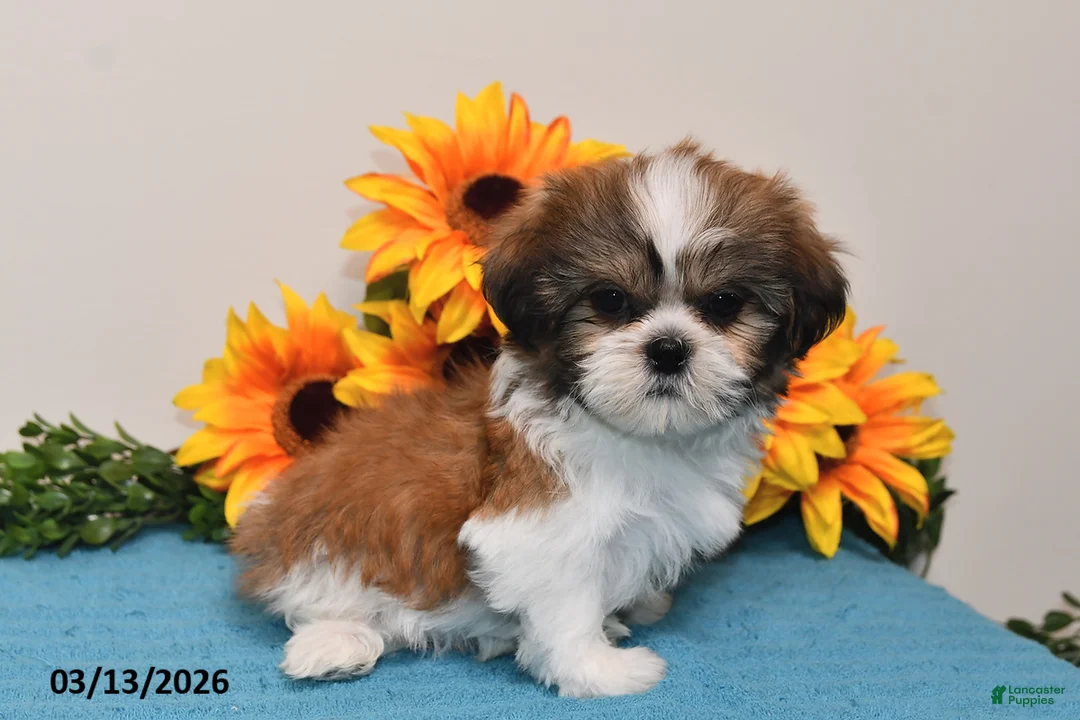 Shih Tzu dogs for sale: Cash - Ad 5