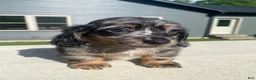 Miniature Dachshund dogs for sale: Toby - Ad 5