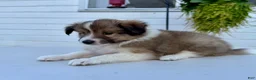 Shetland Sheepdog dogs for sale: Teddy  - Ad 5